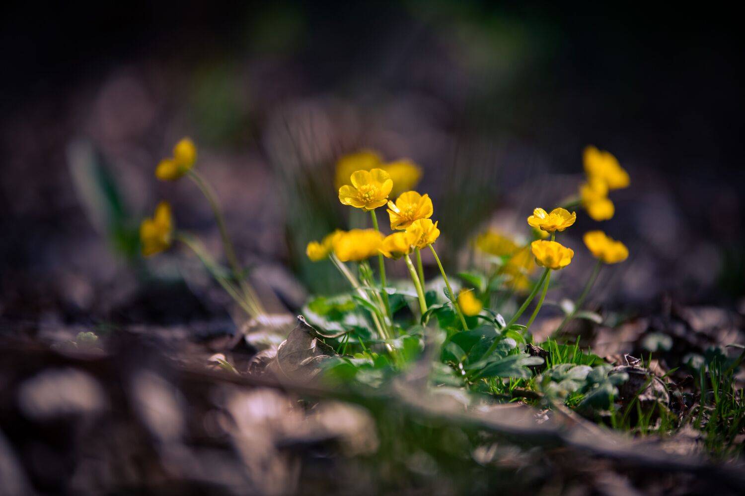 Цветы, весна, макро, лес, природа, Евгения Журавлева