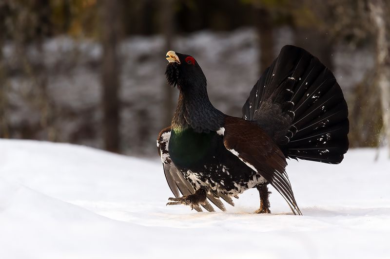 Глухарь на токовище. фото превью