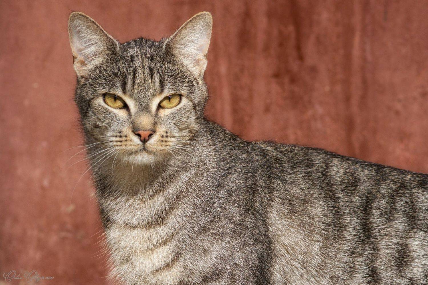 , Орлов Олег