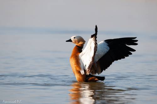 Красная утка - огарь