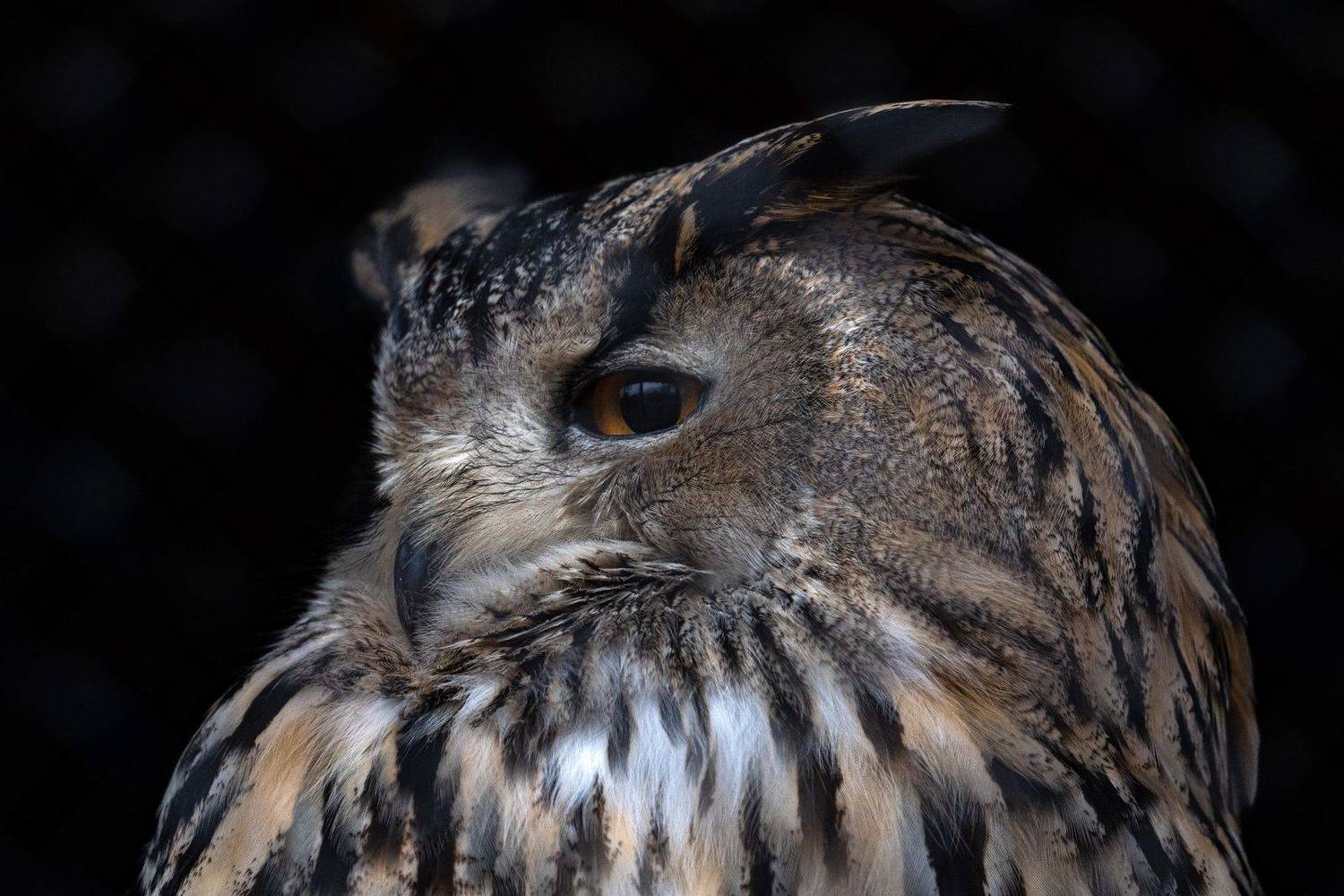 owl, outdoor, bird, portrait, dramatic, Алексей Вымятнин