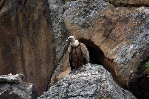 Белоголовый сип..