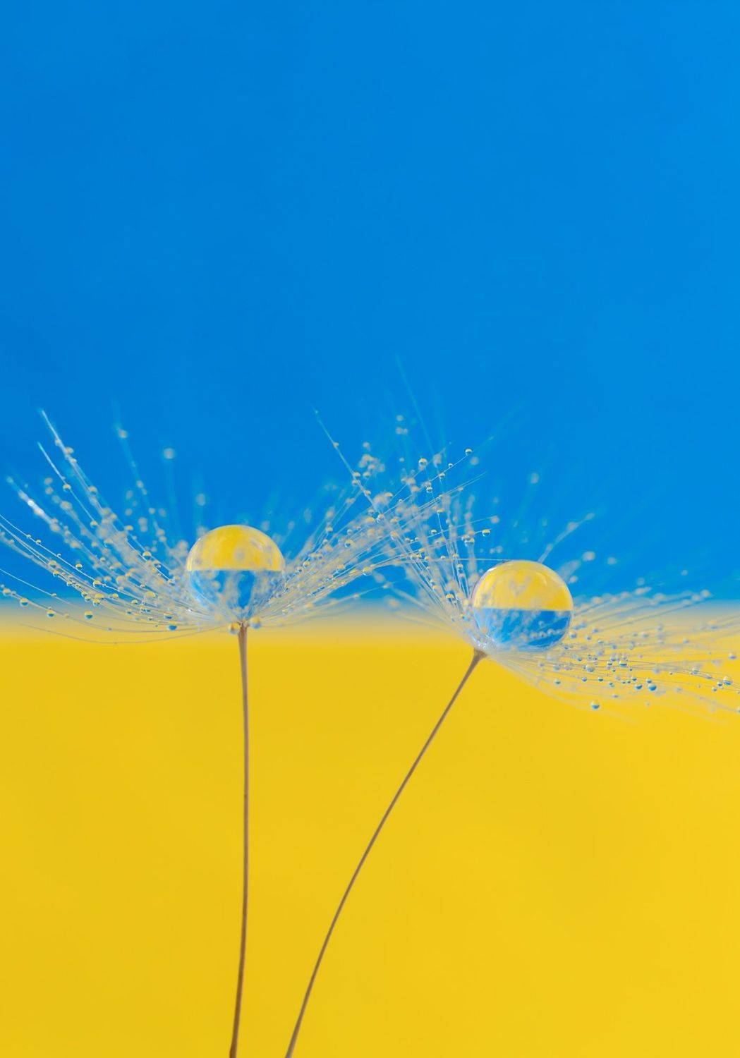 #yellow-blue #dandelion #drops #nature #wallpaper #background #ukraine, Вікторія Крулько