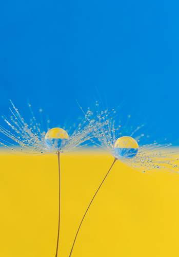 Yellow-blue