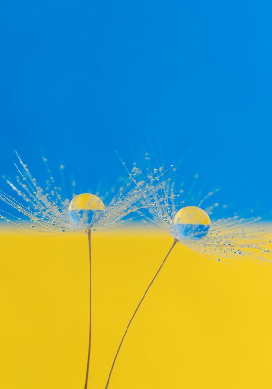#yellow-blue #dandelion #drops #nature #wallpaper #background #ukraine Yellow-blue фото превью