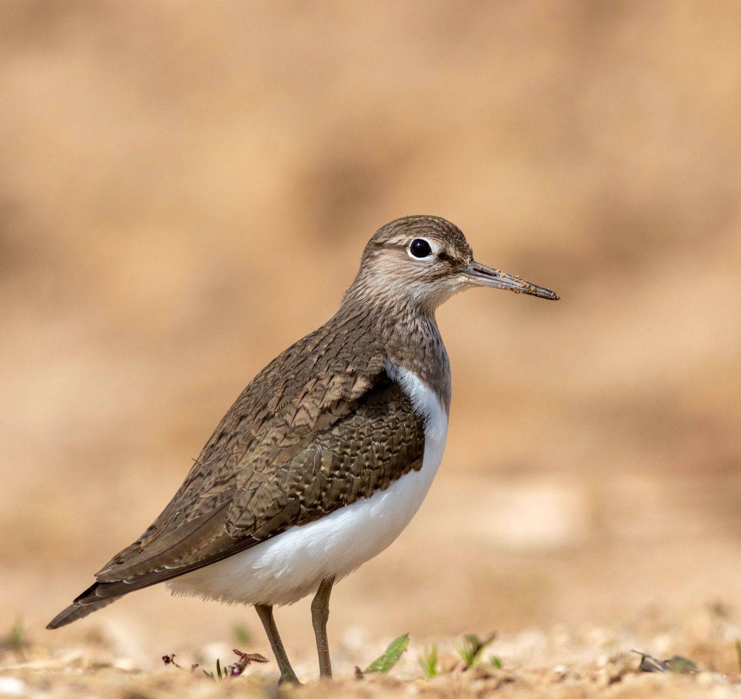 перевозчик, кулик, птица, фотоохота, московсая облась, birds,, Павел Краснослободцев