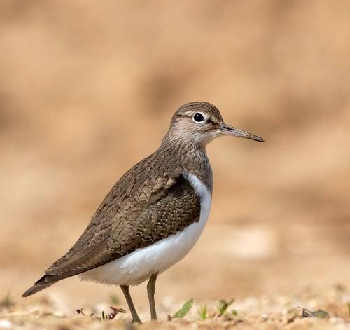 Перевозчик