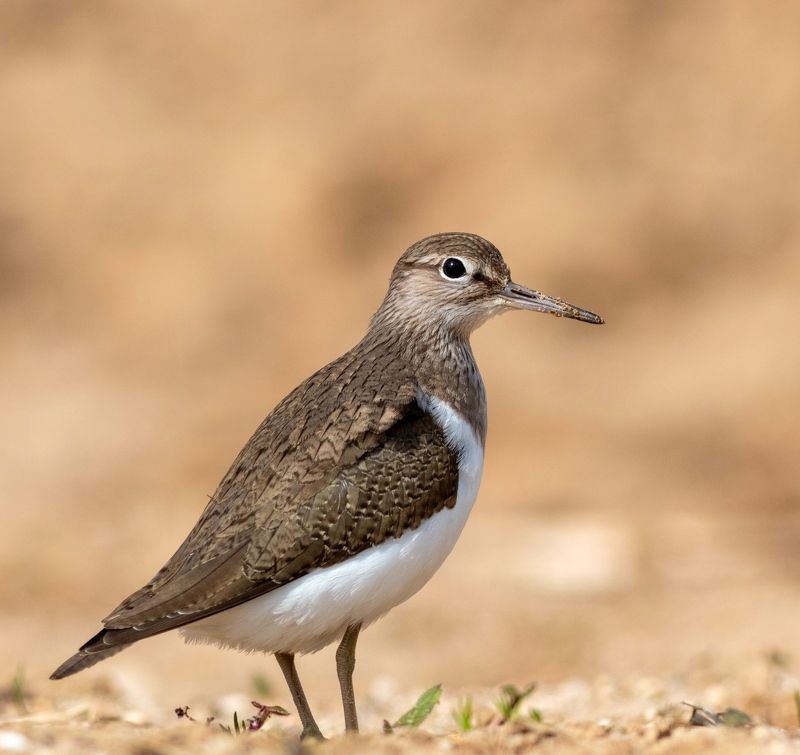 Перевозчик фото превью