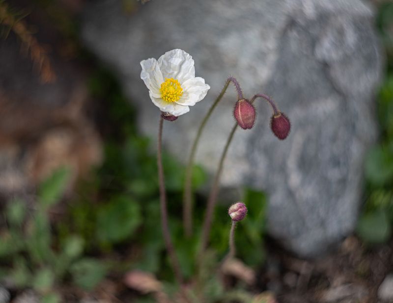 цветок, мак, макро Poppy фото превью