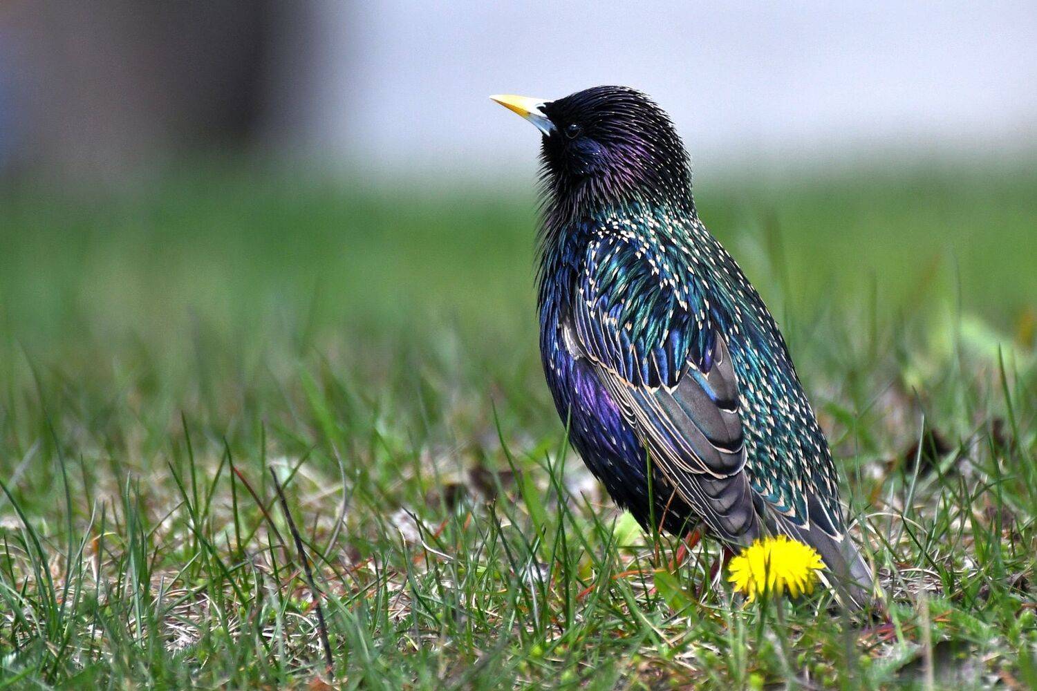 птица, скворец, Корнейчук Игорь