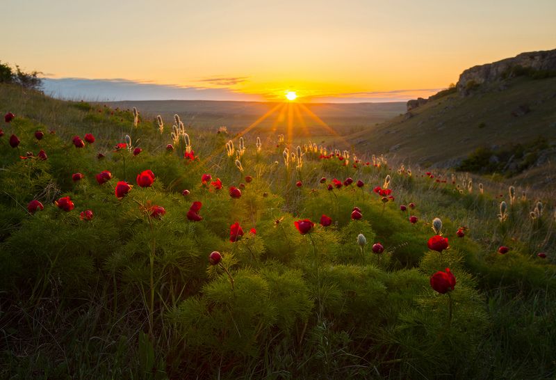 крым, весна в крыму, пионы, пион узколистный, весна, цветы, ай-петри, плато, крым весной Весна в Крыму фото превью