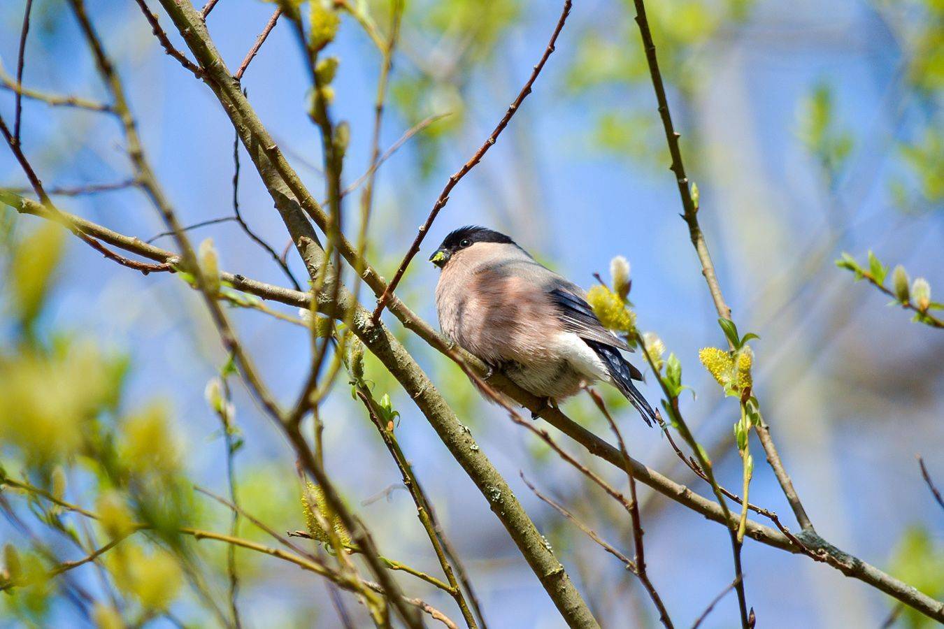 снегирь, КарОл