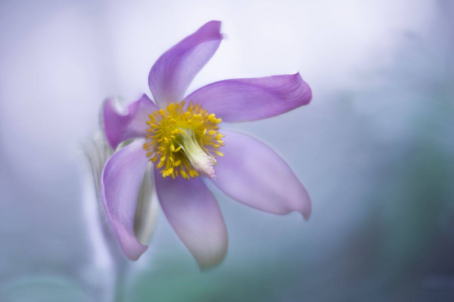 , Александра Юсупова