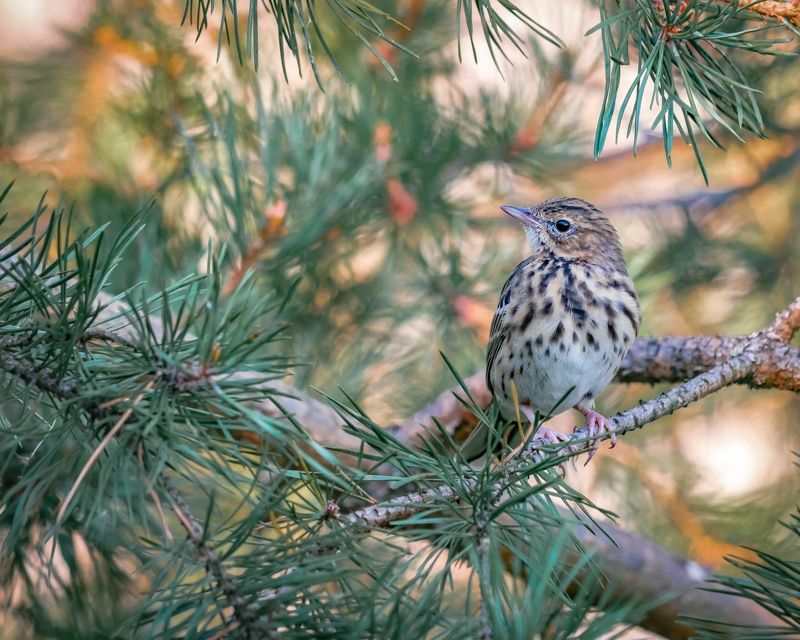 Лесной конек фото превью