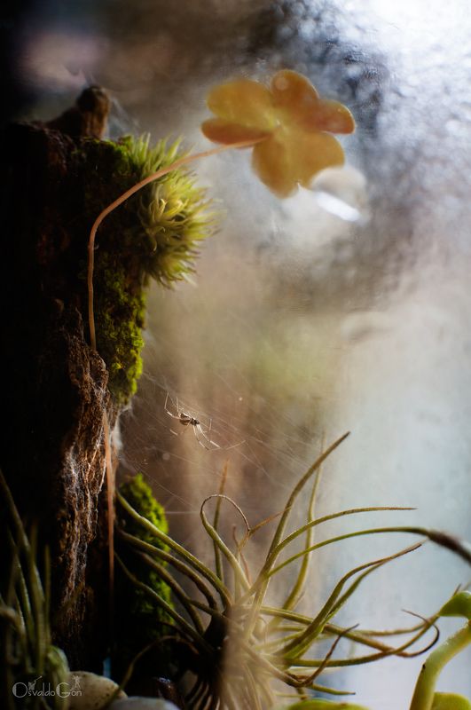 Atrapada фото превью