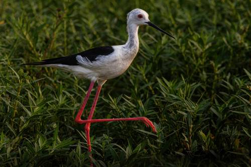 Black-winged stilt