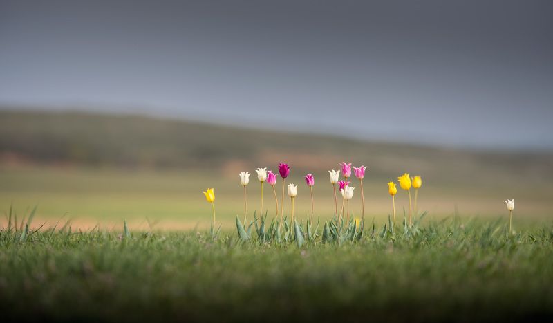 +++ фото превью