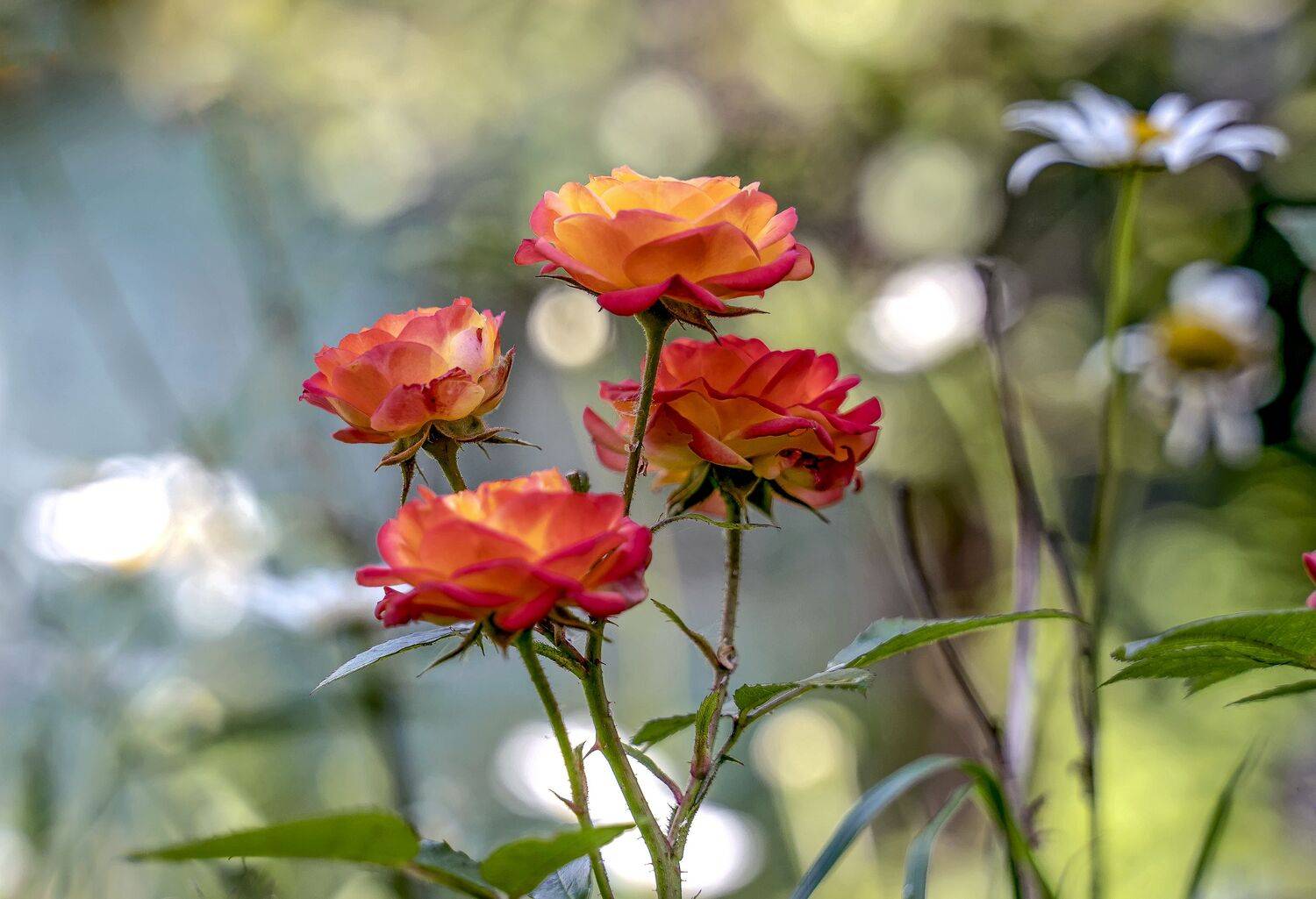 , Бирюков Вячеслав