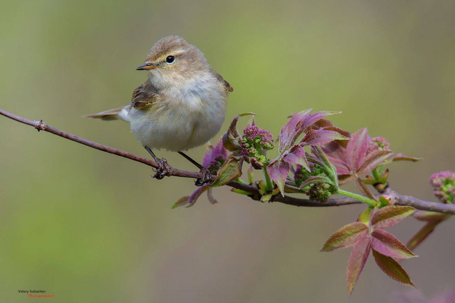 , Валерий Субачев
