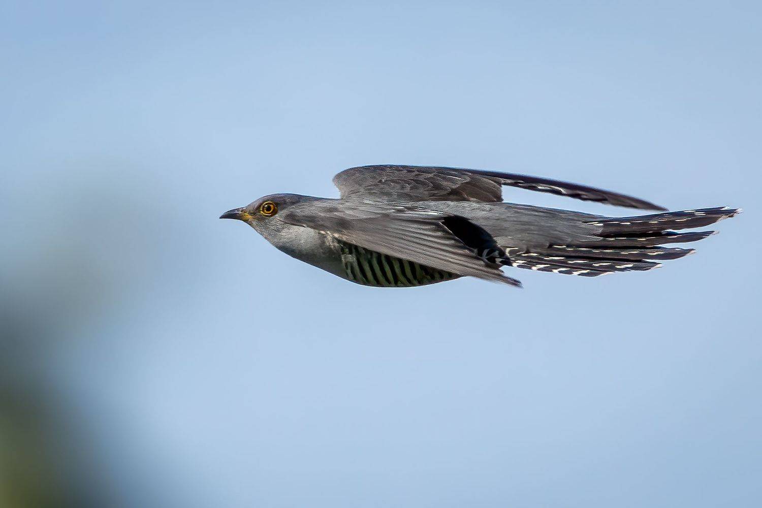 cuckoo; bird; flying; nature, Sib&eacute;