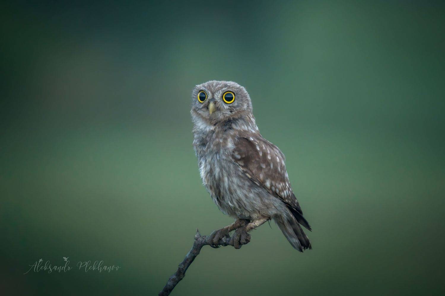 живая , природа , скоро , рассвет , высокие , iso, Plekhanov Alexander