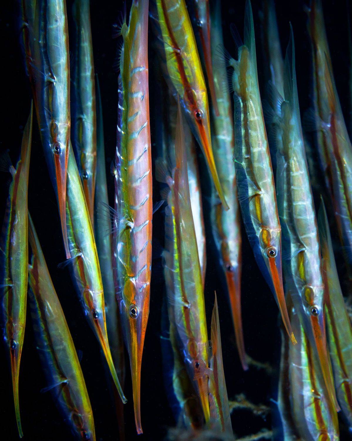 Подводная фотография, природа, макро, дайвинг, океан, рыбы, море, под водой, глубина, ночь, стая, underwater, кораллы, риф, подводный, сноркелинг, фауна, underwater, wildlife, photography, ocean, sea, diving, Савин Андрей