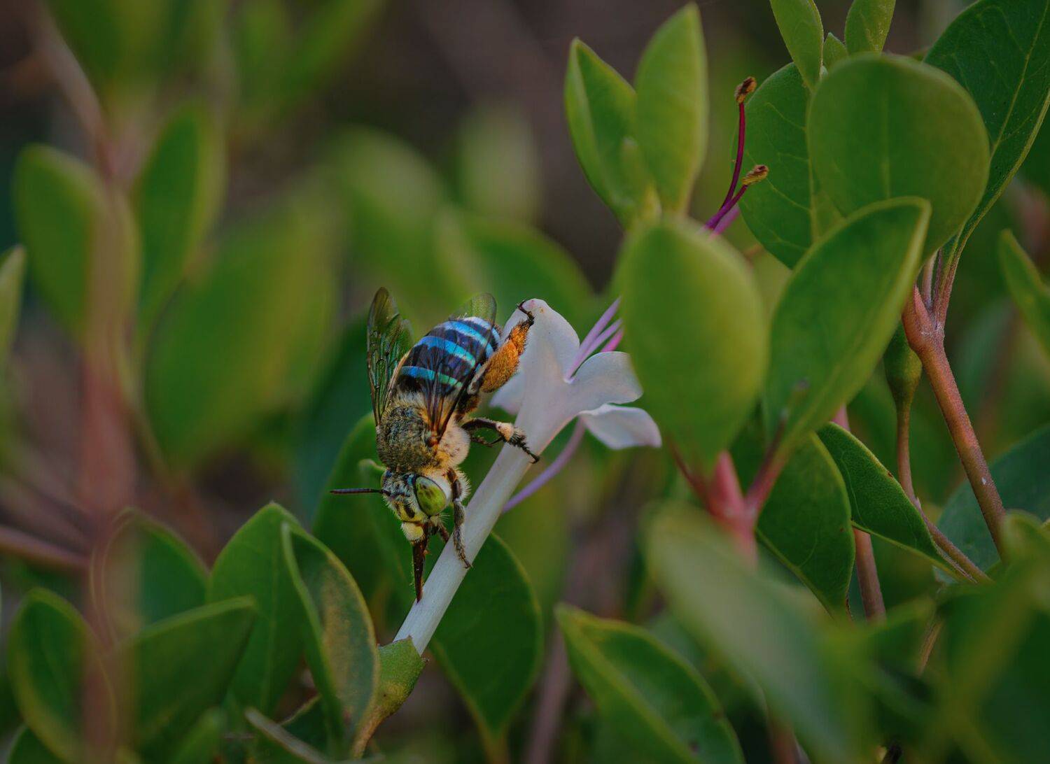 flower,macro.close,grass.beauty,nikon,pleace,love,light,details,petals,fragile,wild,field,bee,rare,colors, G N RAJA