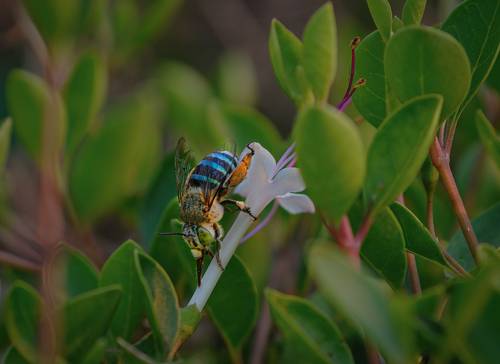 Amegilla cingulata