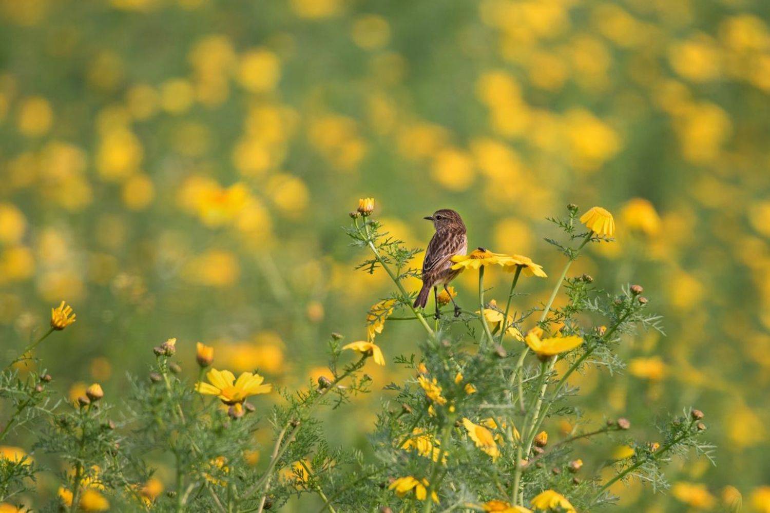 , Людмила Бекман
