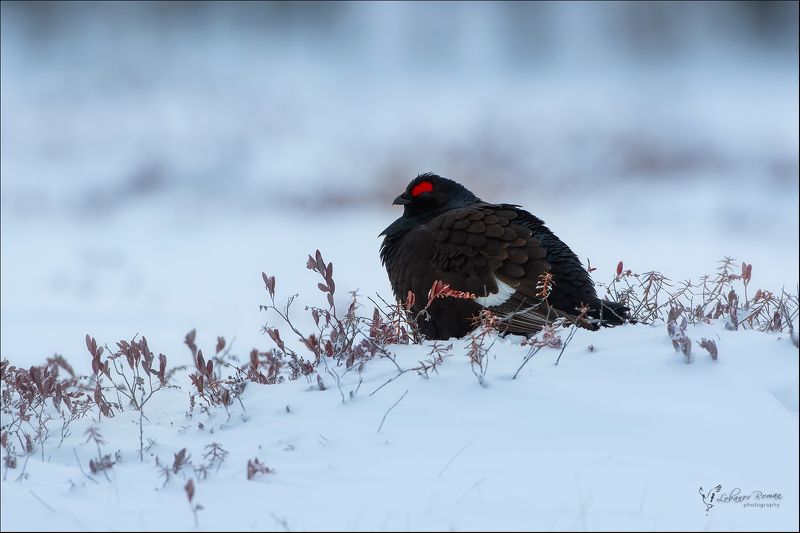 В ожидании весны ... фото превью