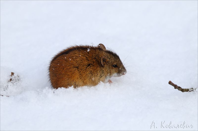 Полевая мышь фото превью
