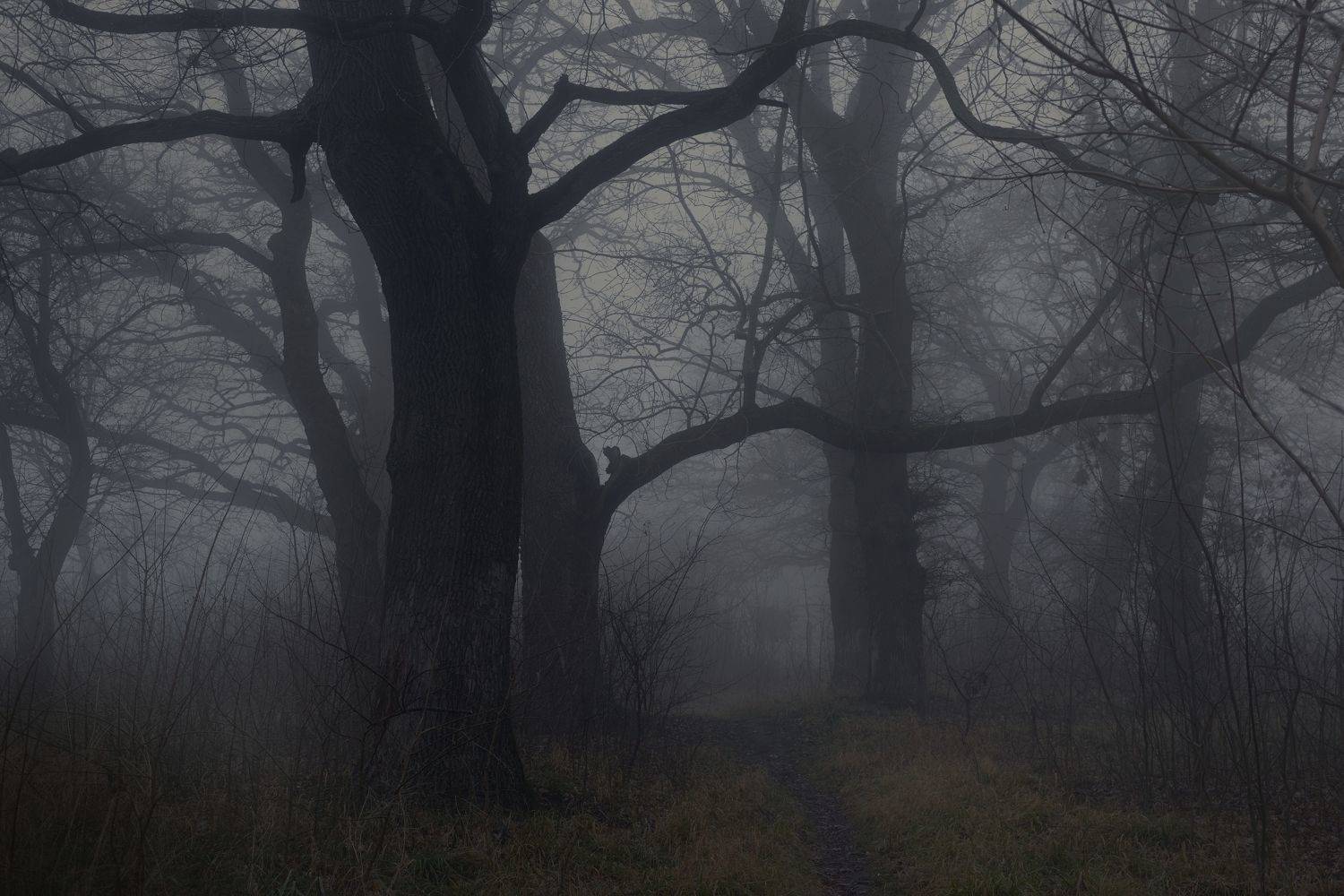 зима туман лес утро, Александр Жарников