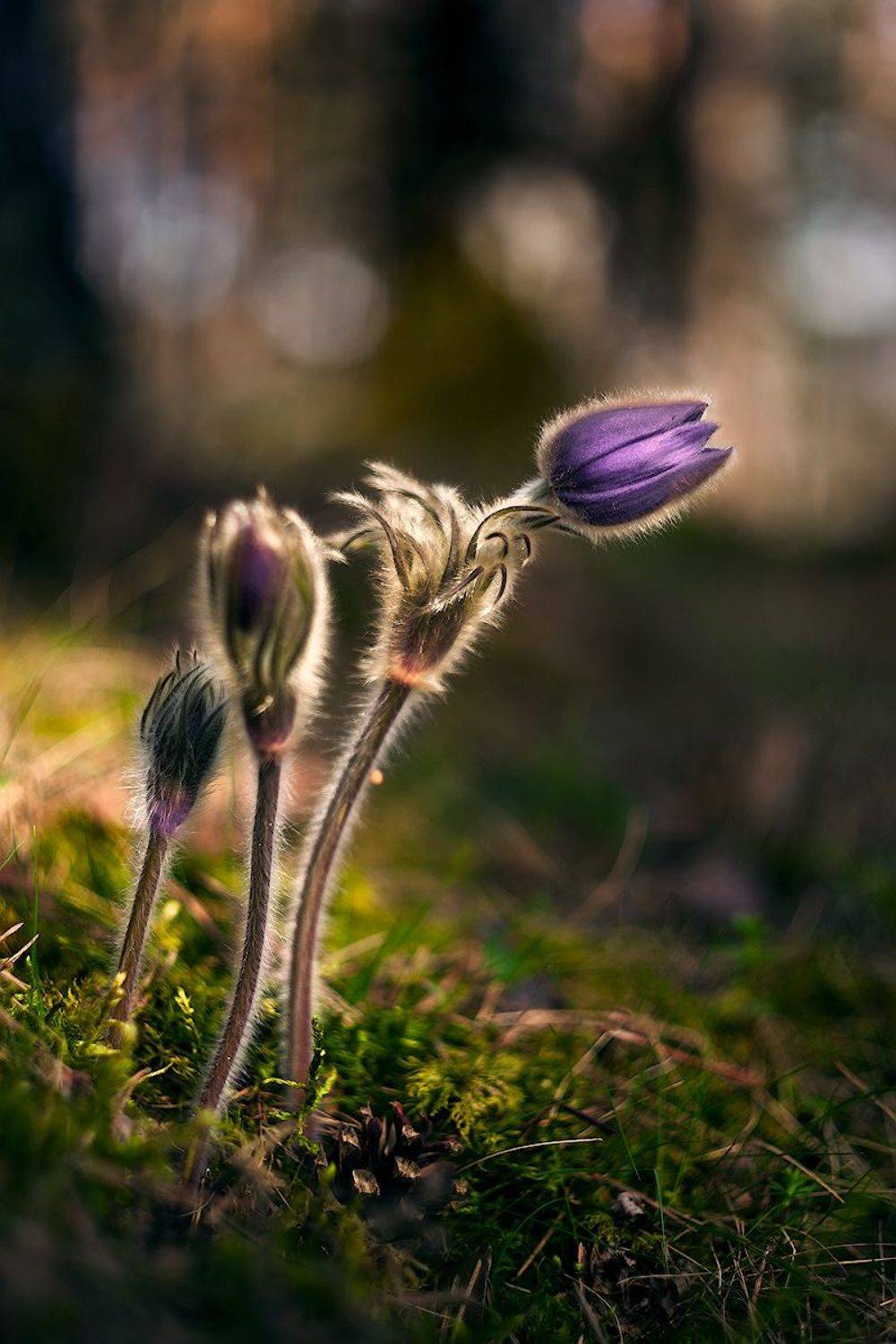 сон-трава, прострел, весна, красота,, Айвар Удрис