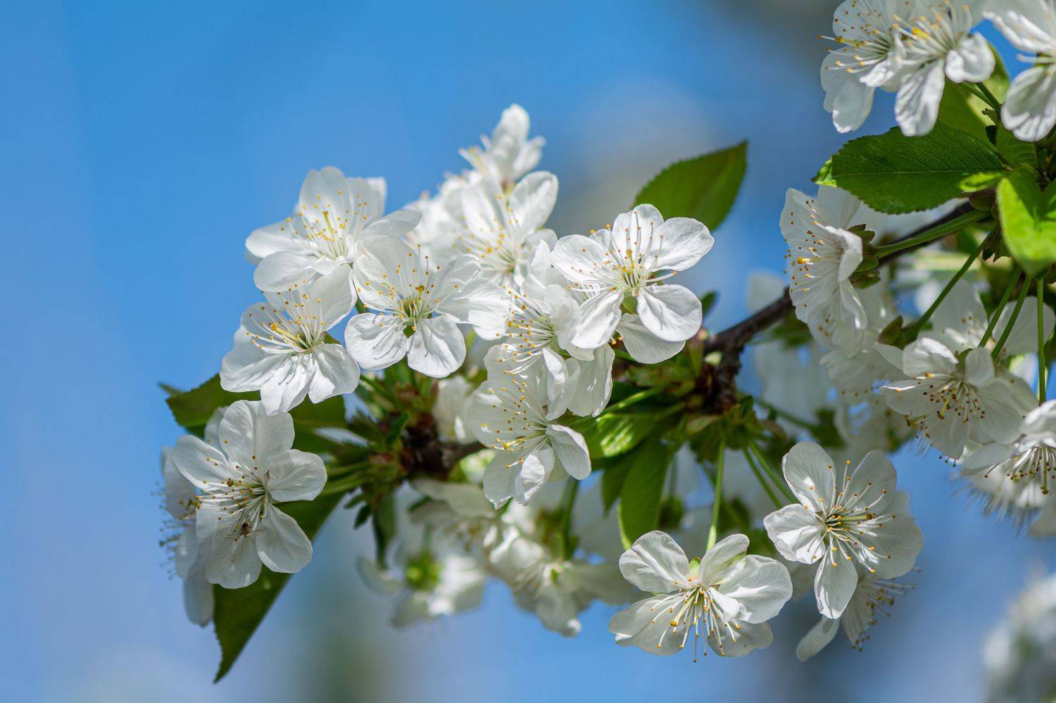 , Юрий Пужалин