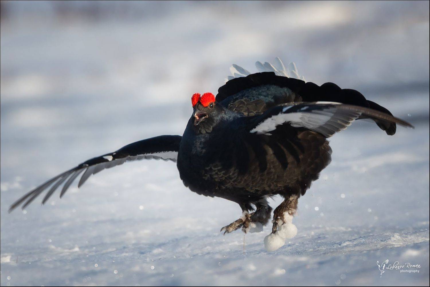 , Лобанов Роман