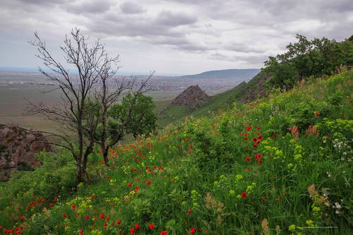 Сезон красных маков..