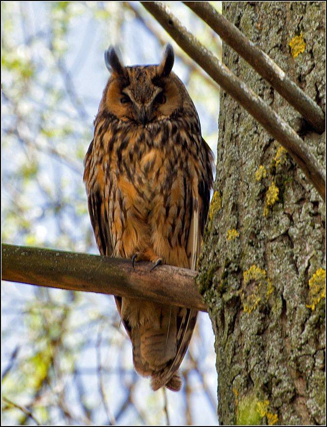 москва, парк, птица, АНАТОЛИЙ ДОВЫДЕНКО