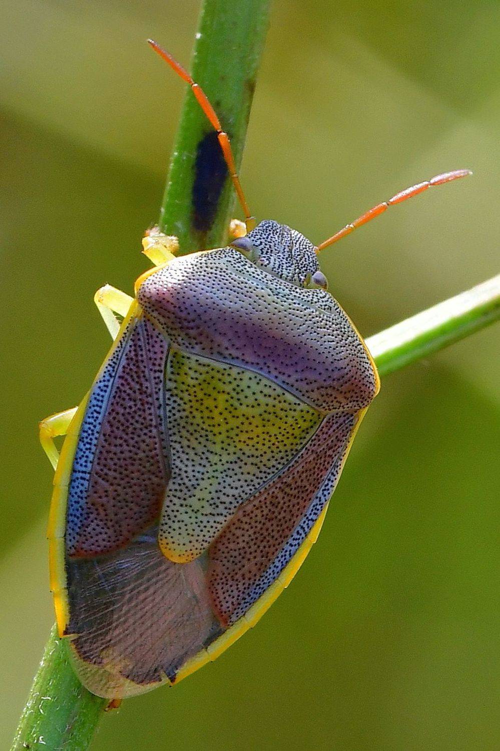 клоп, щитник, жук, насекомое, Корнейчук Игорь