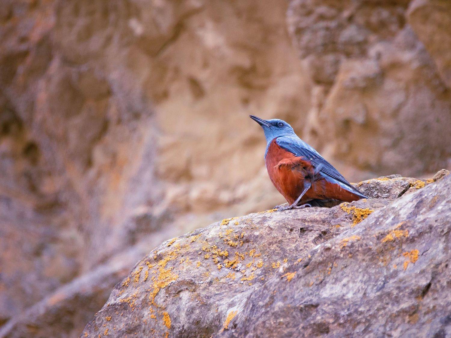 Птицы, животные, природа, Евгения Журавлева