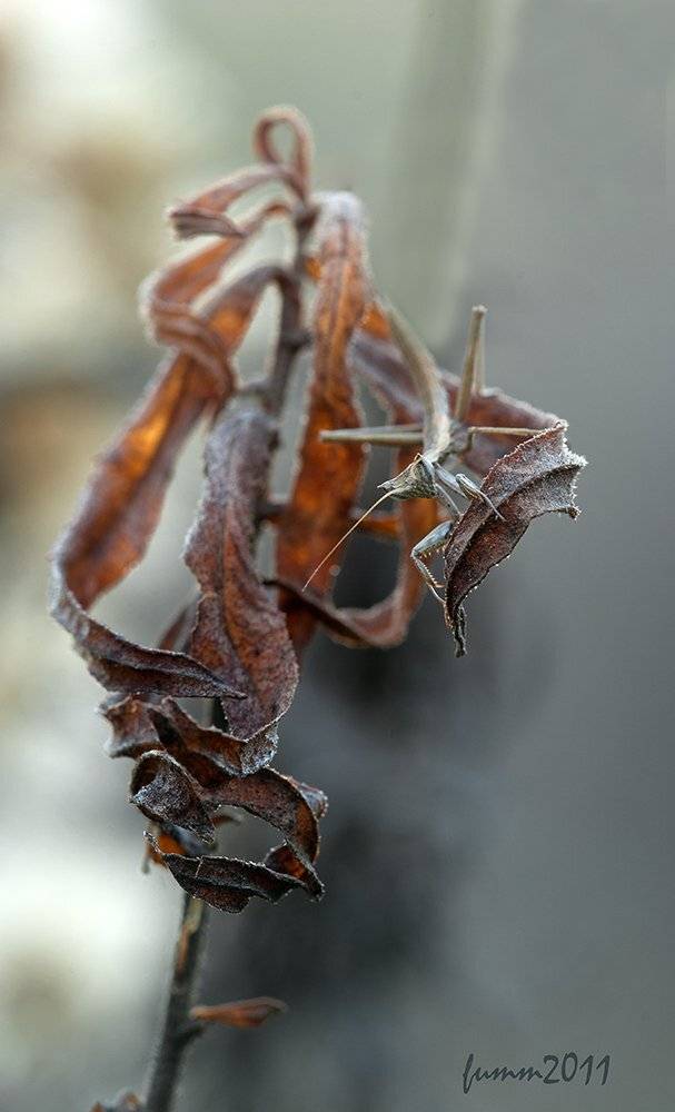 , Игорь ФУММ