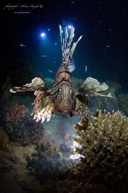 Вода, Кораллы, Красное море, Крылатка, Фонари Крылатая Крылатка фото превью