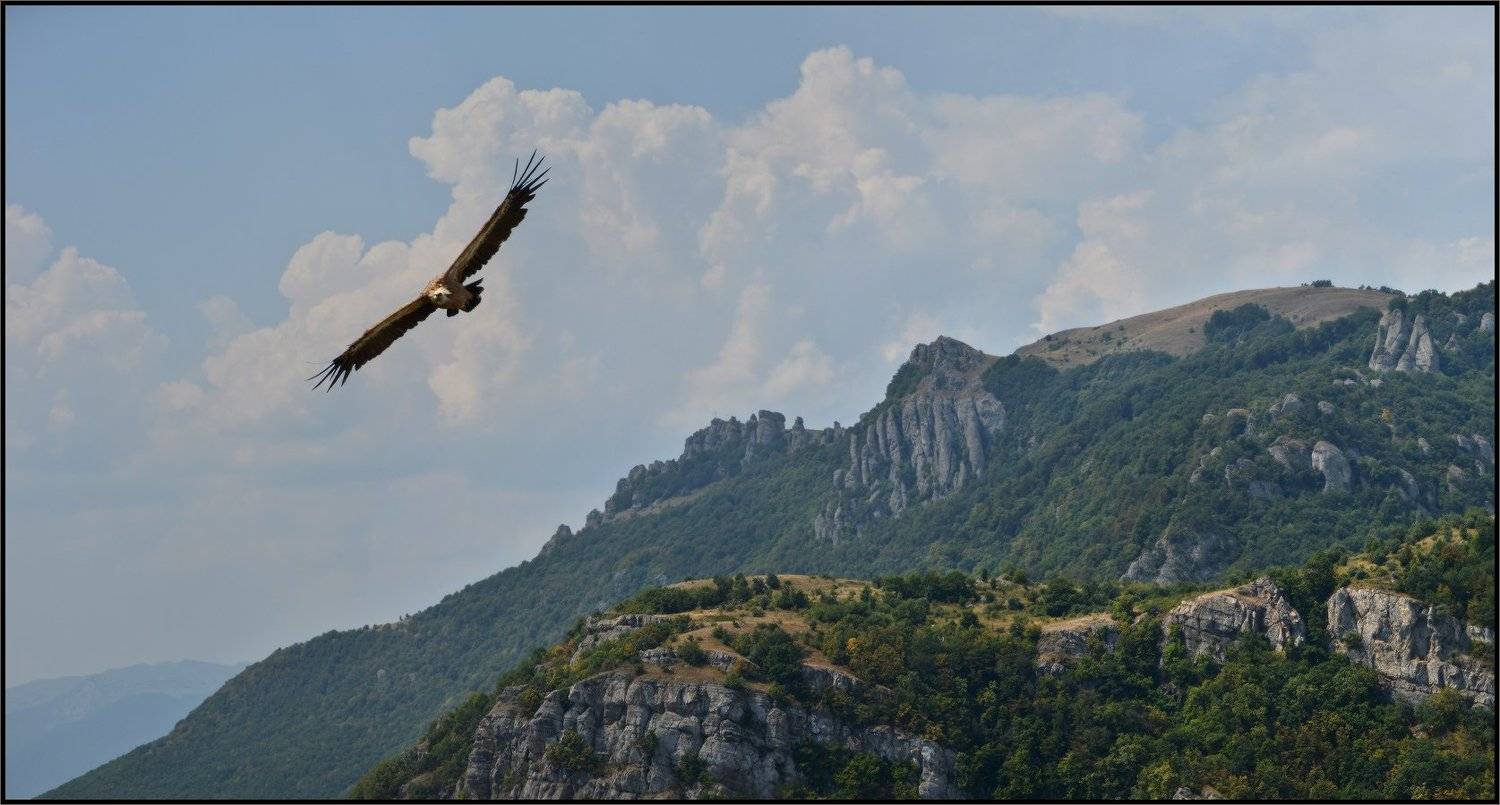 белоголовый сип, крым,, Владимир Метцгер
