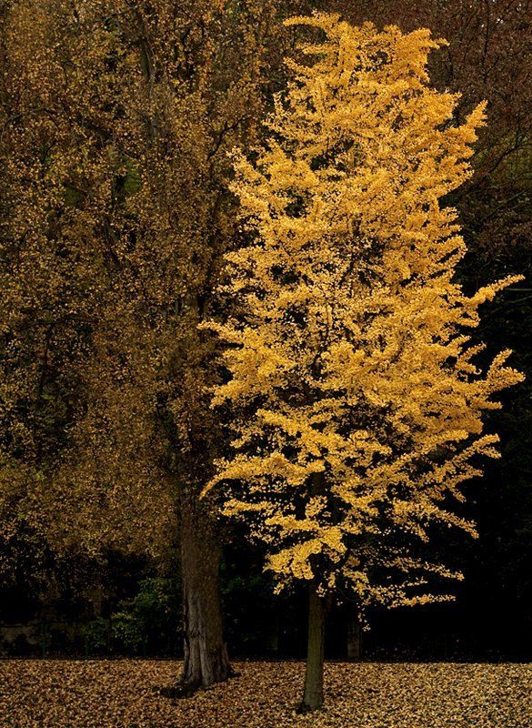 Buttes-Chaumont фото превью