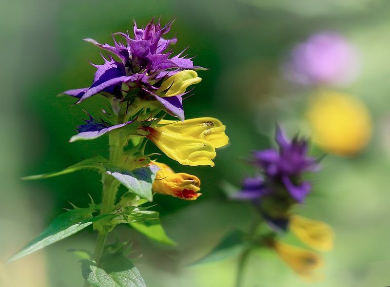 Иван-да-Марья, одна из скромных красавиц русского поля фото превью