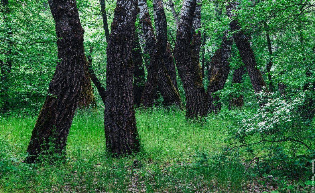 , Ярослав Тюрменко (Jaremi)