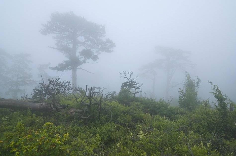 , Саша  Вайсберг / Waldschnepfe /