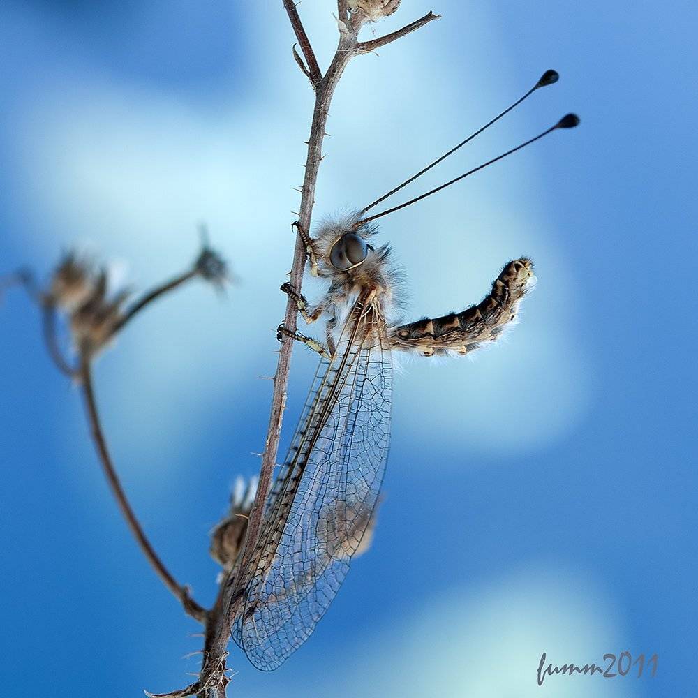 , Игорь ФУММ