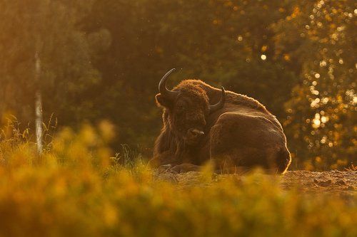 Bison