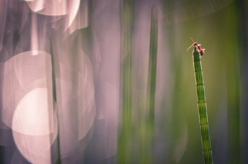 Где то там за туманами... фото превью