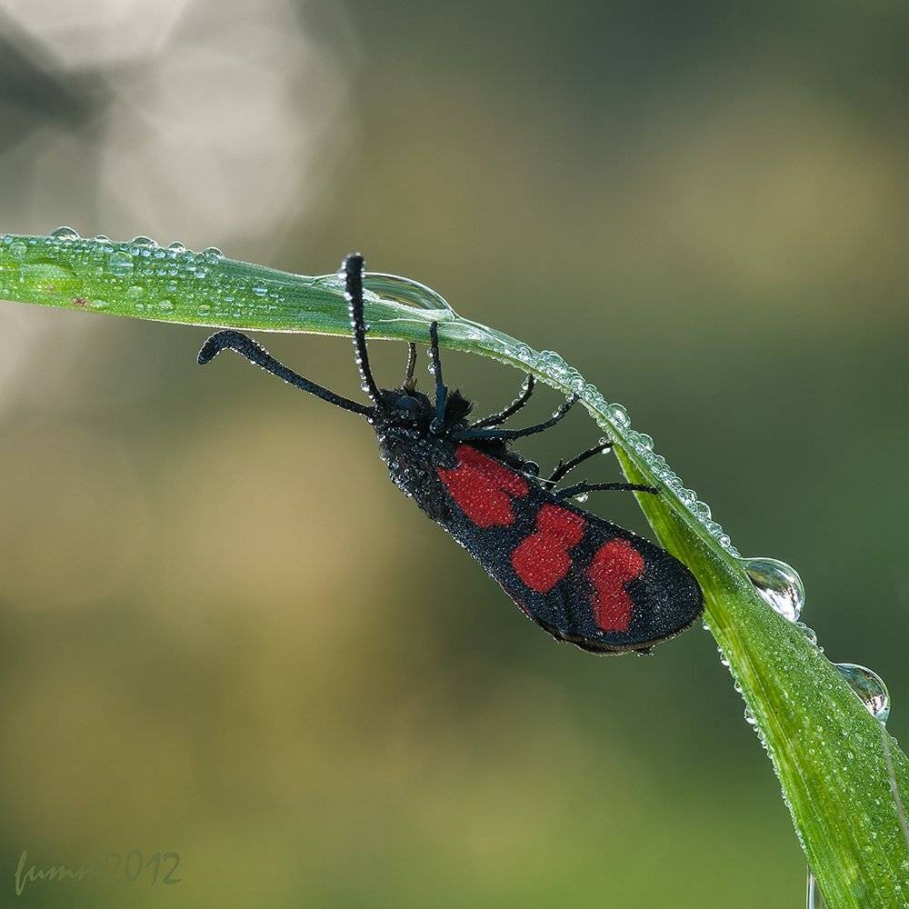 , Игорь ФУММ